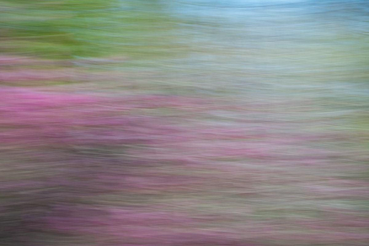 A blurry image of some flowers in the grass.