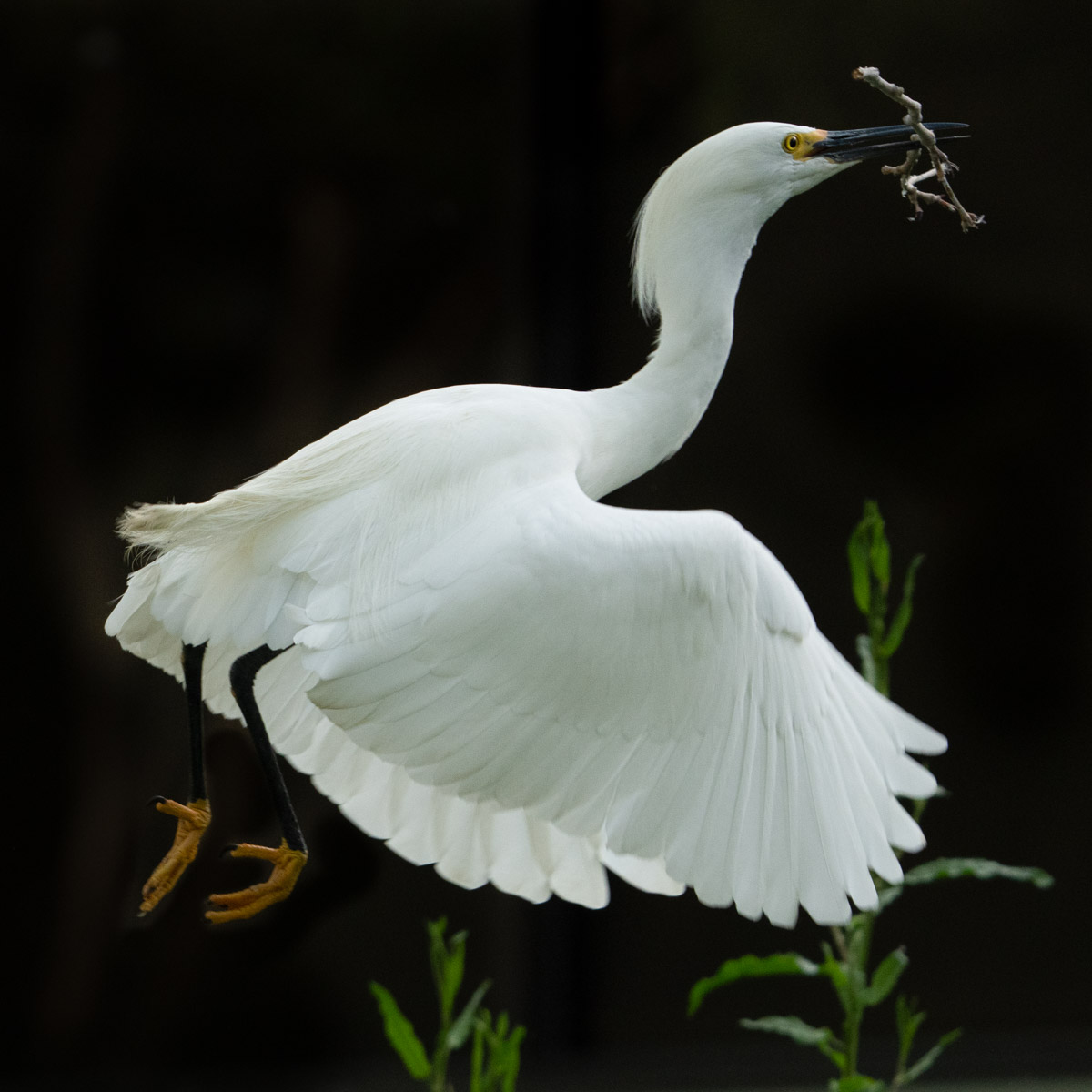 A white bird with a branch in its beak.