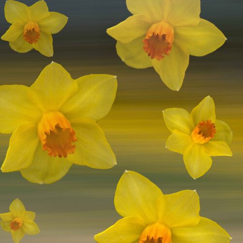 Daffodils 1