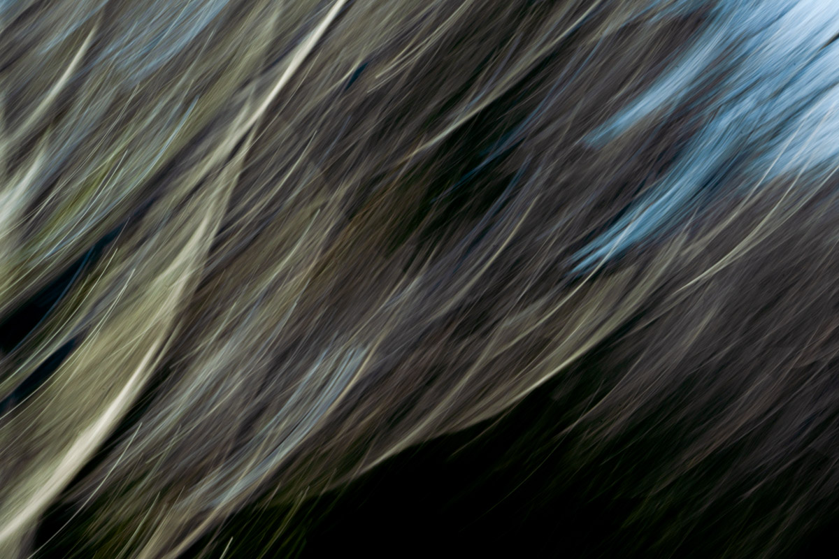 A blurry image of trees in the dark.