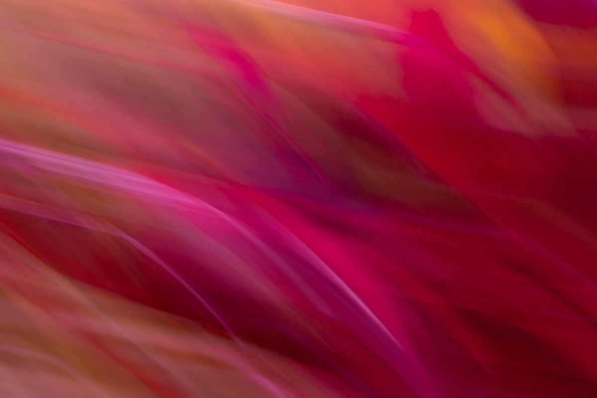 A blurry image of some pink and red flowers.